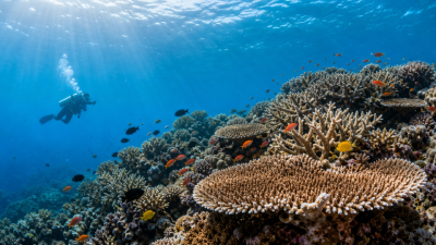 Climate-Resilient Coral Reefs