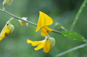 Crotalaria Phulei Botanical Discovery