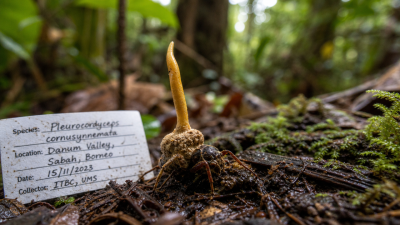 Discovery of a Hyperparasite Fungus in Borneo