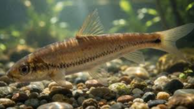 Eechathalakenda incognita Fish Conservation