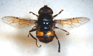 Eristalinus Hoverfly Species Discovery