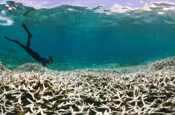 Global Coral Bleaching Event