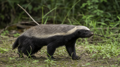Greater Hog Badger Assessment Kaziranga National Park