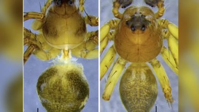 Hamataliwa mawlyngot New Lynx Spider Meghalaya Discovery