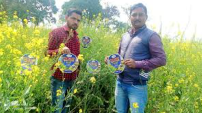 IMI-resistant Mustard Hybrids