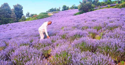 Lavender Festival and CSIR Aroma Mission