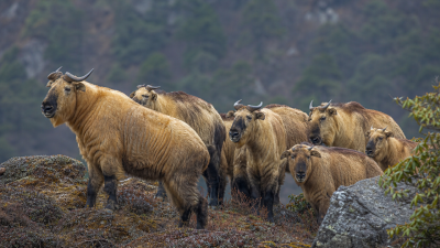 Mishmi Takin Sighting in Sikkim