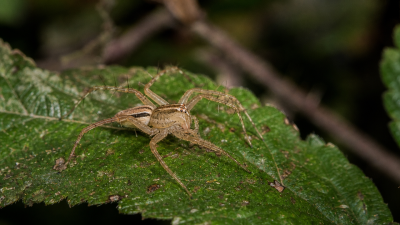 New Lynx Spider Species Discovered in Meghalaya