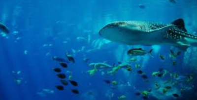 Ocean Warming and Marine Conservation