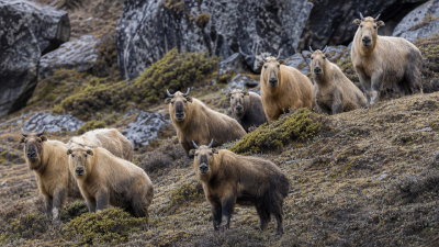 Rare Goat-Antelope Rediscovered in Sikkim