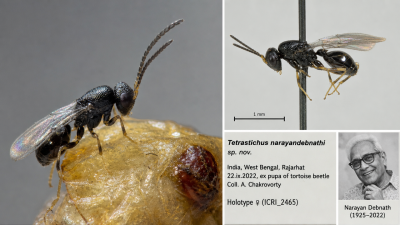 Tetrastichus narayandebnathi New Wasp Species Rajarhat