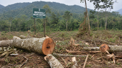 Behali Wildlife Sanctuary Illegal Encroachment Crisis