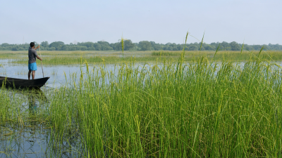 Borjuli Wetland Biodiversity Heritage Site Wild Rice