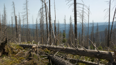 Climate-Driven Premature Tree Mortality in French Forests