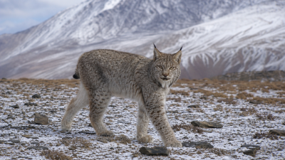 Eurasian Lynx Photographed in Sikkim Eastern Himalayas