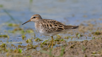 Goa Bird Checklist 8.0 Released