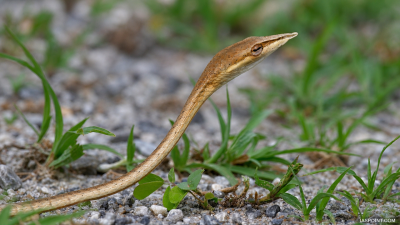 Laudankia Vine Snake Sighted in Rajasthan