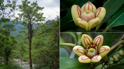 Mitrephora rashmiae Discovery Arunachal Pradesh