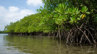 New BIS Guidelines on Mangrove Restoration