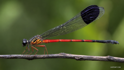 New Odonate Species in Western Ghats