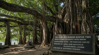 Radiocarbon Dating of 700-Year-Old Munger Banyan