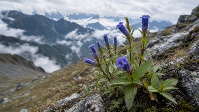 Rediscovery of Cyananthus hookeri in Arunachal Pradesh