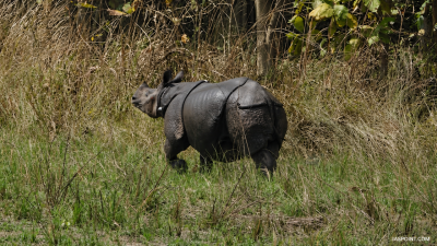 Rhino Population Growth in Dudhwa Reserve