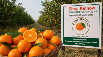 Sirsa Kinnow Geographical Indication Tag Haryana