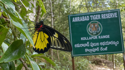 Southern Birdwing First Sighting Amrabad Tiger Reserve